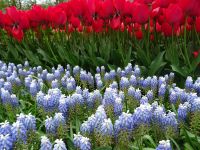 Keukenhof (14).JPG &ndash; &copy; Lisa-Maria Pahl (Eberhardt TRAVEL)