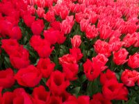 Keukenhof (15).JPG &ndash; &copy; Lisa-Maria Pahl (Eberhardt TRAVEL)