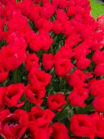 Keukenhof (16).JPG &ndash; &copy; Lisa-Maria Pahl (Eberhardt TRAVEL)