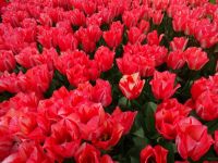 Keukenhof (17).JPG &ndash; &copy; Lisa-Maria Pahl (Eberhardt TRAVEL)