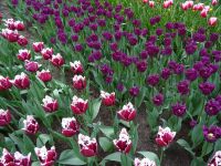 Keukenhof (21).JPG &ndash; &copy; Lisa-Maria Pahl (Eberhardt TRAVEL)