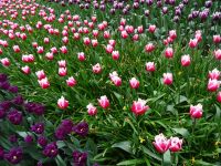 Keukenhof (22).JPG &ndash; &copy; Lisa-Maria Pahl (Eberhardt TRAVEL)