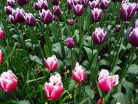 Keukenhof (24).JPG &ndash; &copy; Lisa-Maria Pahl (Eberhardt TRAVEL)