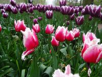 Keukenhof (25).JPG &ndash; &copy; Lisa-Maria Pahl (Eberhardt TRAVEL)