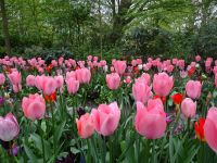 Keukenhof (28).JPG &ndash; &copy; Lisa-Maria Pahl (Eberhardt TRAVEL)