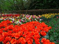 Keukenhof (32).JPG &ndash; &copy; Lisa-Maria Pahl (Eberhardt TRAVEL)