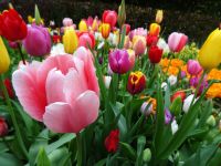 Keukenhof (34).JPG &ndash; &copy; Lisa-Maria Pahl (Eberhardt TRAVEL)