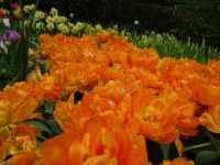 Keukenhof (35).JPG &ndash; &copy; Lisa-Maria Pahl (Eberhardt TRAVEL)