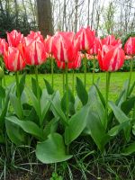 Keukenhof (37).JPG &ndash; &copy; Lisa-Maria Pahl (Eberhardt TRAVEL)