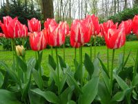 Keukenhof (38).JPG &ndash; &copy; Lisa-Maria Pahl (Eberhardt TRAVEL)