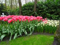 Keukenhof (41).JPG &ndash; &copy; Lisa-Maria Pahl (Eberhardt TRAVEL)