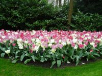 Keukenhof (45).JPG &ndash; &copy; Lisa-Maria Pahl (Eberhardt TRAVEL)
