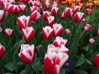 Keukenhof (49).JPG &ndash; &copy; Lisa-Maria Pahl (Eberhardt TRAVEL)