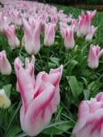 Keukenhof (54).JPG &ndash; &copy; Lisa-Maria Pahl (Eberhardt TRAVEL)