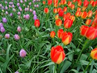 Keukenhof (57).JPG &ndash; &copy; Lisa-Maria Pahl (Eberhardt TRAVEL)