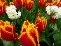 Keukenhof (59).JPG &ndash; &copy; Lisa-Maria Pahl (Eberhardt TRAVEL)