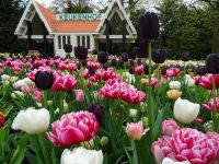 Keukenhof (60).JPG &ndash; &copy; Lisa-Maria Pahl (Eberhardt TRAVEL)