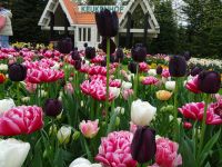 Keukenhof (61).JPG &ndash; &copy; Lisa-Maria Pahl (Eberhardt TRAVEL)