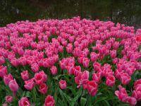 Keukenhof (62).JPG &ndash; &copy; Lisa-Maria Pahl (Eberhardt TRAVEL)