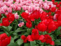 Keukenhof (65).JPG &ndash; &copy; Lisa-Maria Pahl (Eberhardt TRAVEL)