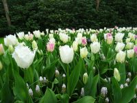 Keukenhof (69).JPG &ndash; &copy; Lisa-Maria Pahl (Eberhardt TRAVEL)