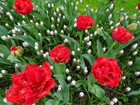 Keukenhof (71).JPG &ndash; &copy; Lisa-Maria Pahl (Eberhardt TRAVEL)
