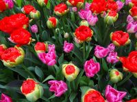 Keukenhof (73).JPG &ndash; &copy; Lisa-Maria Pahl (Eberhardt TRAVEL)