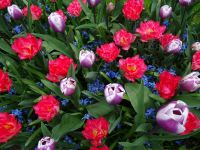 Keukenhof (77).JPG &ndash; &copy; Lisa-Maria Pahl (Eberhardt TRAVEL)