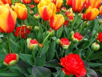 Keukenhof (80).JPG &ndash; &copy; Lisa-Maria Pahl (Eberhardt TRAVEL)