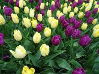 Keukenhof (85).JPG &ndash; &copy; Lisa-Maria Pahl (Eberhardt TRAVEL)