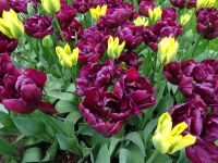 Keukenhof (86).JPG &ndash; &copy; Lisa-Maria Pahl (Eberhardt TRAVEL)