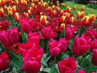 Keukenhof (88).JPG &ndash; &copy; Lisa-Maria Pahl (Eberhardt TRAVEL)