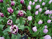 Keukenhof (90).JPG &ndash; &copy; Lisa-Maria Pahl (Eberhardt TRAVEL)