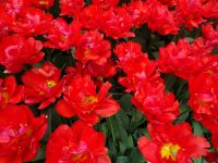 Keukenhof (92).JPG &ndash; &copy; Lisa-Maria Pahl (Eberhardt TRAVEL)
