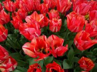 Keukenhof (93).JPG &ndash; &copy; Lisa-Maria Pahl (Eberhardt TRAVEL)