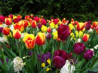 Keukenhof (95).JPG &ndash; &copy; Lisa-Maria Pahl (Eberhardt TRAVEL)