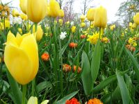 Keukenhof (98).JPG &ndash; &copy; Lisa-Maria Pahl (Eberhardt TRAVEL)