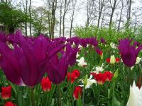 Keukenhof (99).JPG &ndash; &copy; Lisa-Maria Pahl (Eberhardt TRAVEL)