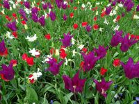 Keukenhof (100).JPG &ndash; &copy; Lisa-Maria Pahl (Eberhardt TRAVEL)