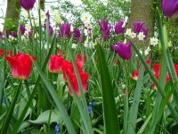 Keukenhof (102).JPG &ndash; &copy; Lisa-Maria Pahl (Eberhardt TRAVEL)