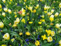Keukenhof (104).JPG &ndash; &copy; Lisa-Maria Pahl (Eberhardt TRAVEL)