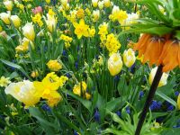 Keukenhof (105).JPG &ndash; &copy; Lisa-Maria Pahl (Eberhardt TRAVEL)