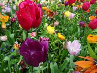 Keukenhof (106).JPG &ndash; &copy; Lisa-Maria Pahl (Eberhardt TRAVEL)