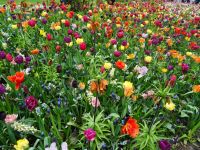 Keukenhof (108).JPG &ndash; &copy; Lisa-Maria Pahl (Eberhardt TRAVEL)