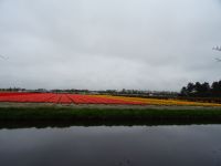 Keukenhof (112).JPG &ndash; &copy; Lisa-Maria Pahl (Eberhardt TRAVEL)