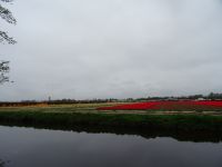 Keukenhof (114).JPG &ndash; &copy; Lisa-Maria Pahl (Eberhardt TRAVEL)