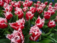 Keukenhof (116).JPG &ndash; &copy; Lisa-Maria Pahl (Eberhardt TRAVEL)