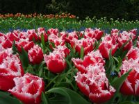 Keukenhof (117).JPG &ndash; &copy; Lisa-Maria Pahl (Eberhardt TRAVEL)