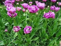 Keukenhof (119).JPG &ndash; &copy; Lisa-Maria Pahl (Eberhardt TRAVEL)