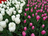 Keukenhof (123).JPG &ndash; &copy; Lisa-Maria Pahl (Eberhardt TRAVEL)